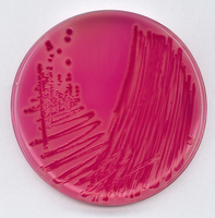 Agar RAMBACH® untuk Identifikasi Salmonella
